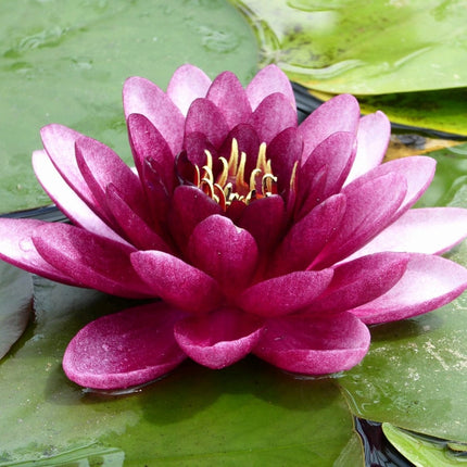 Almost Black Water Lily Pond Plants