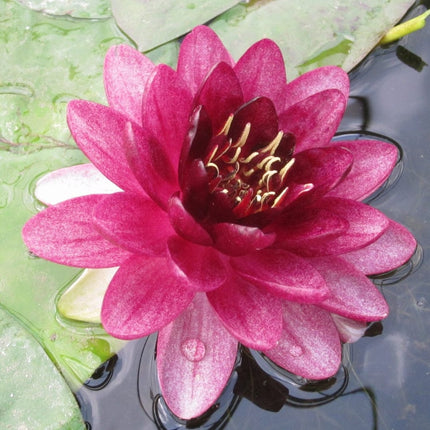 Almost Black Water Lily Pond Plants