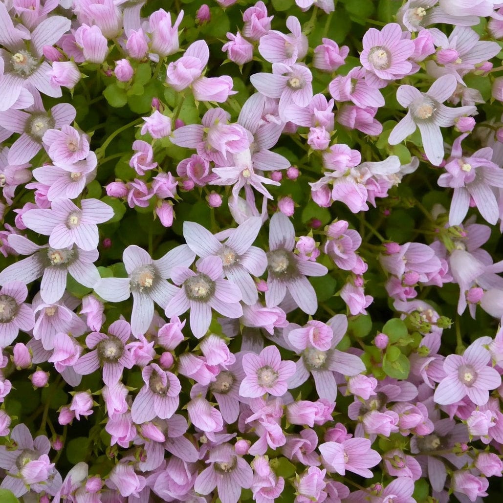 Bog Pimpernel | Anagallis tenella