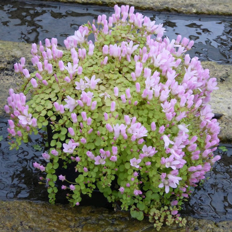 Bog Pimpernel | Anagallis tenella Pond Plants