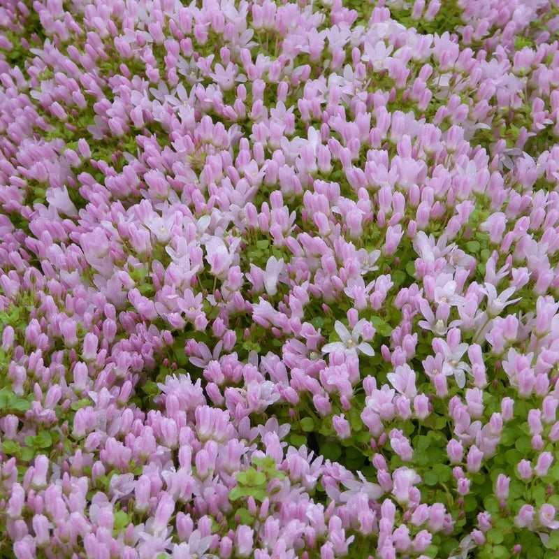 Bog Pimpernel | Anagallis tenella Pond Plants