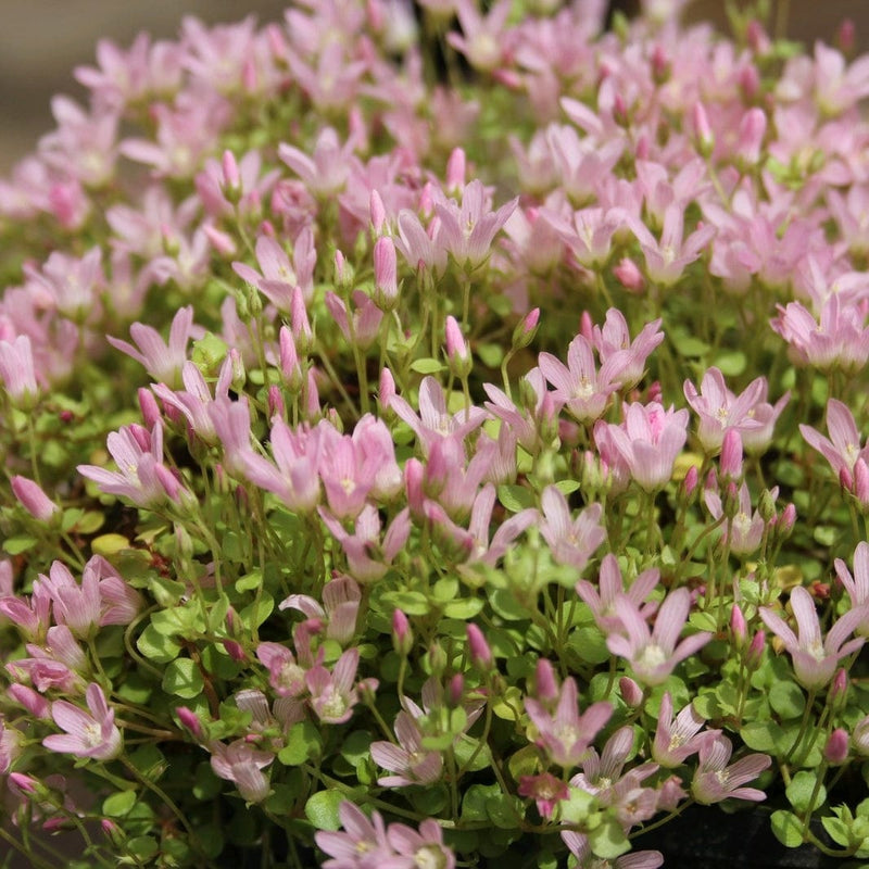 Bog Pimpernel | Anagallis tenella Pond Plants