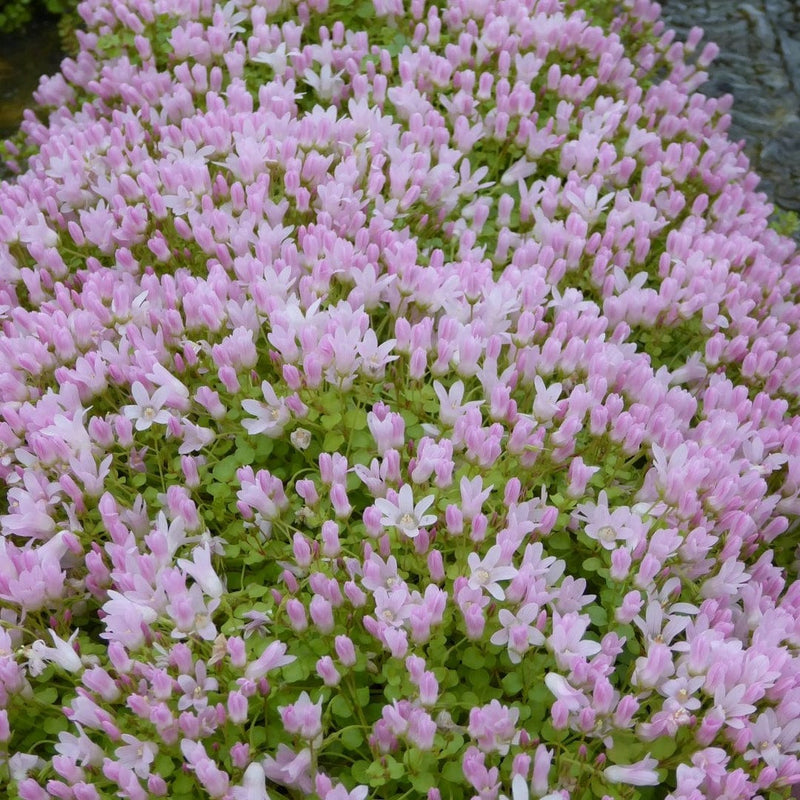 Bog Pimpernel | Anagallis tenella Pond Plants