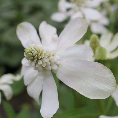 Apache Beads | Anemopsis californicum Pond Plants