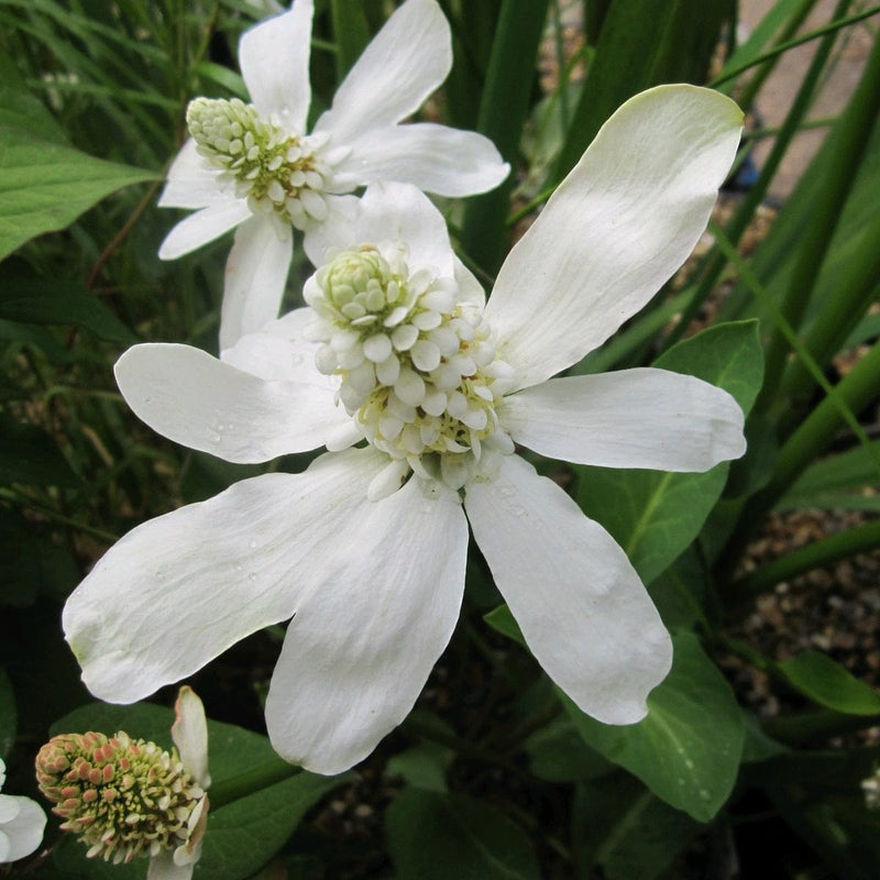 Apache Beads | Anemopsis californicum Pond Plants