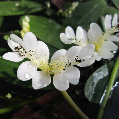 Miniature Pond Collection With a Lily | 6 x 1L Pots Pond Plants