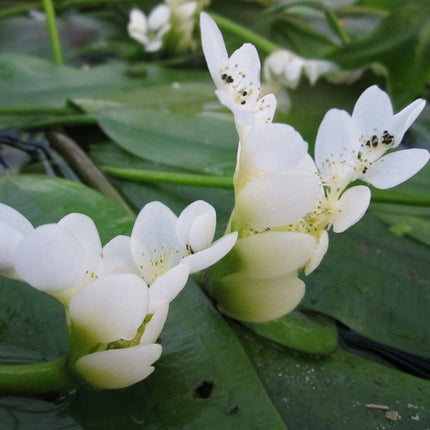 Water Hawthorn | Aponogeton distachyos Pond Plants