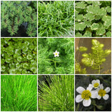 5 Oxygenating Plants of The Week Pond Plants