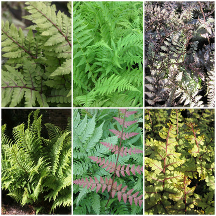 Premium Fern Collection | 6 x 9 cm Pots Pond Plants