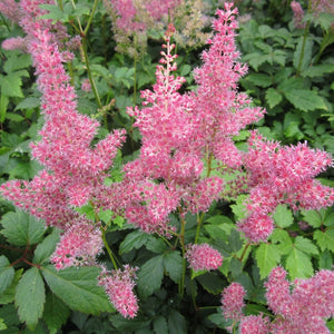 Astilbe Pink Pond Plants