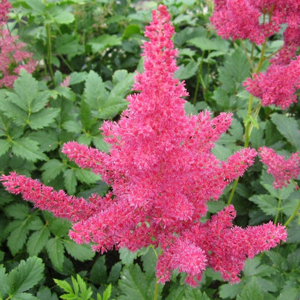 Astilbe Pink Pond Plants