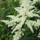 Astilbe White Pond Plants