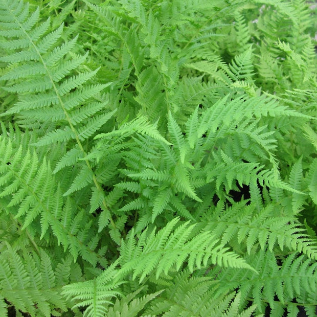 3 Lady Fern | Athyrium filix femina | 9cm Pots Pond Plants