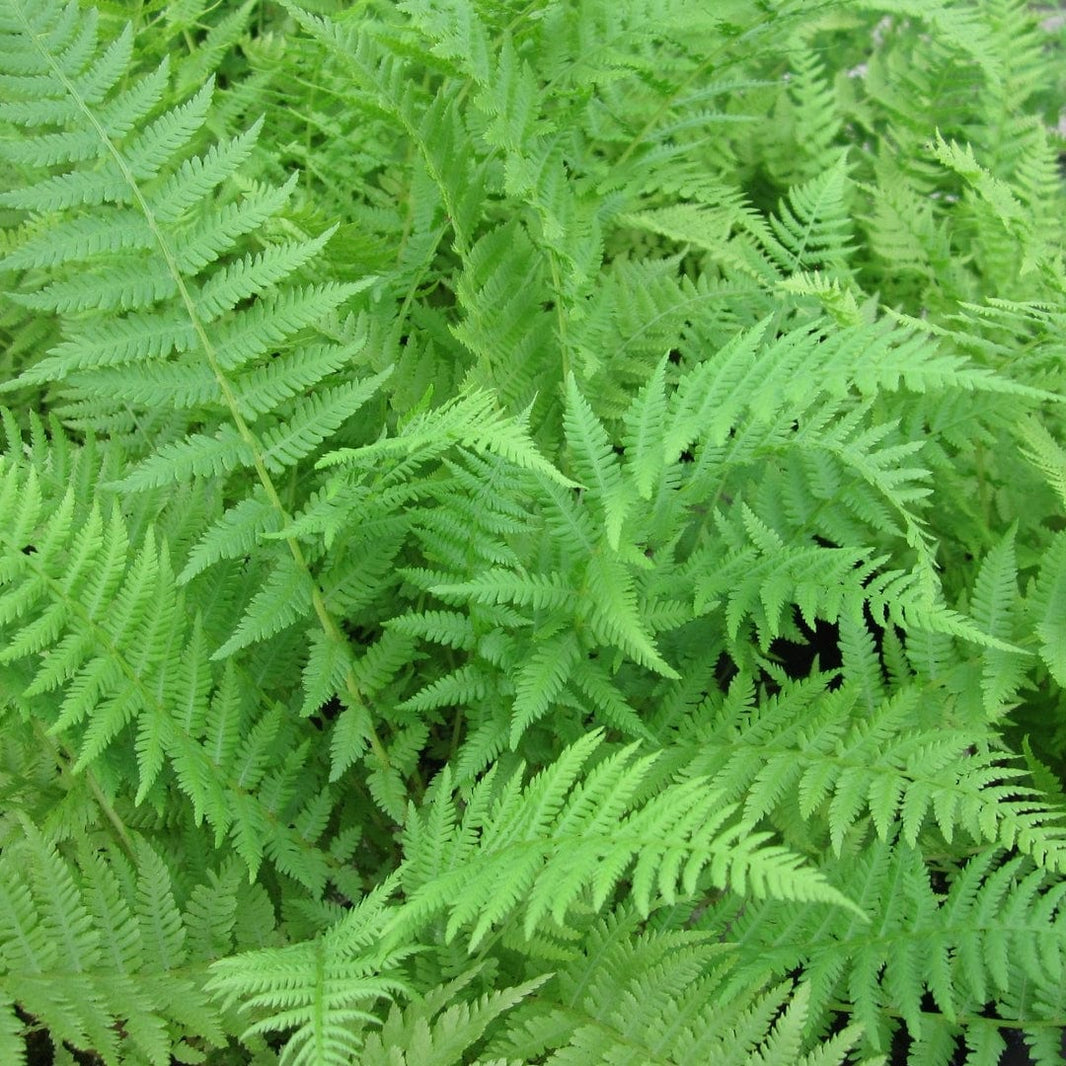 Ferns: Shop the Finest UK Grown Garden Fern Plants – Roots Plants
