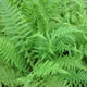 Athyrium filix femina Pond Plants