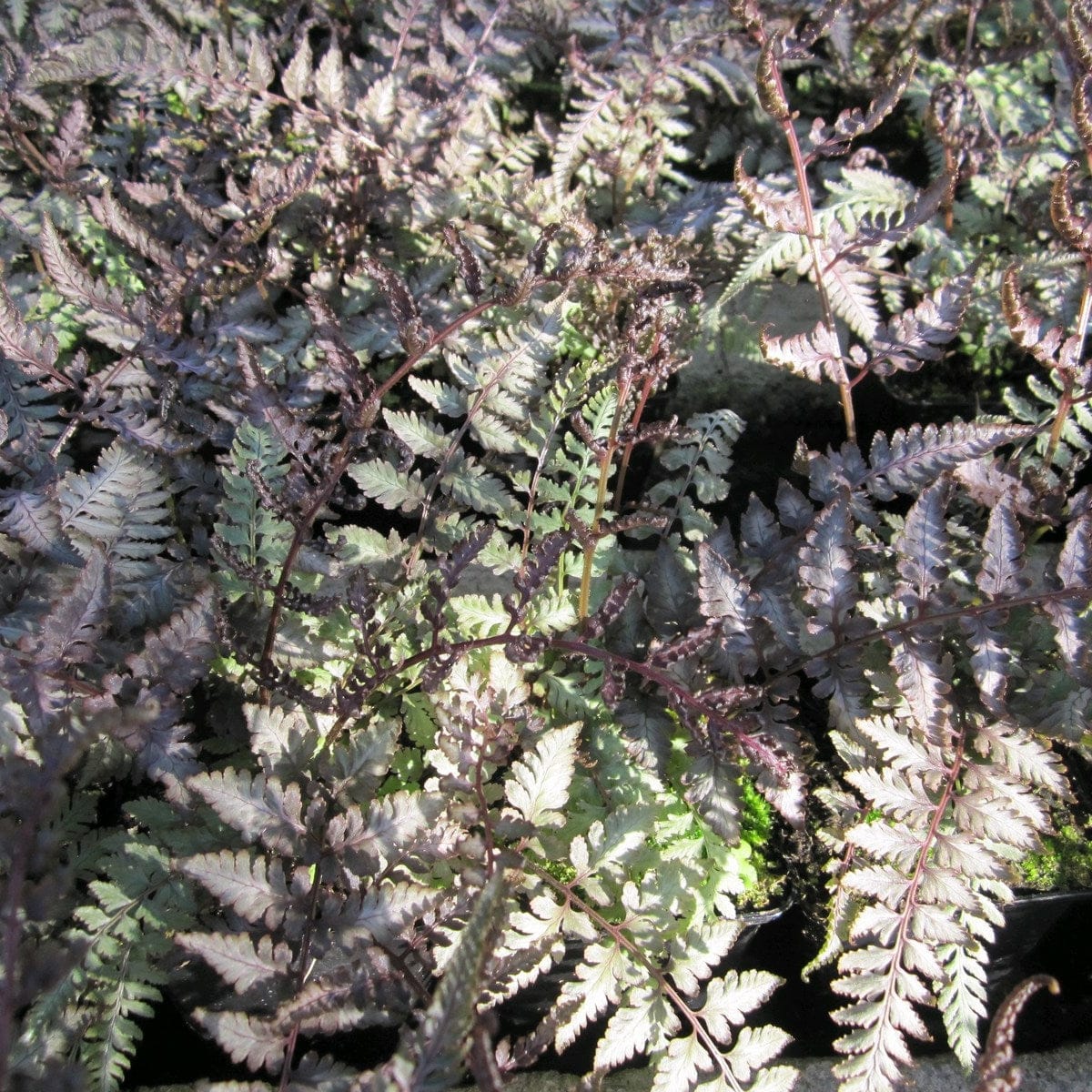 Japanese Painted Fern | Athyrium niponicum metallicum