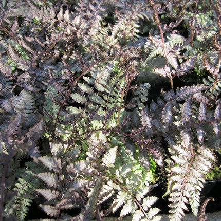 3 Japanese Painted Fern | Athyrium niponicum metallicum | 9cm Pots Pond Plants