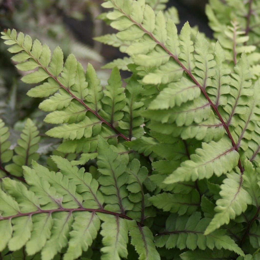 Eared Lady Fern | Athyrium otophorum okanum
