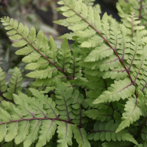 3 Eared Lady Fern | Athyrium otophorum okanum | 9cm Pots Pond Plants