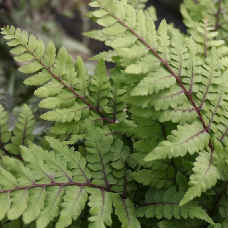 3 Eared Lady Fern | Athyrium otophorum okanum | 9cm Pots Pond Plants