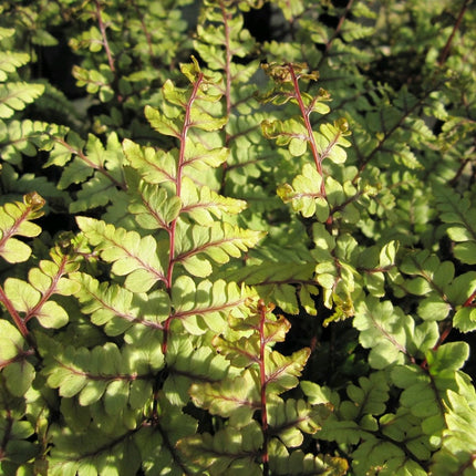 3 Eared Lady Fern | Athyrium otophorum okanum | 9cm Pots Pond Plants