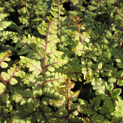 Premium Fern Collection | 6 x 9 cm Pots Pond Plants