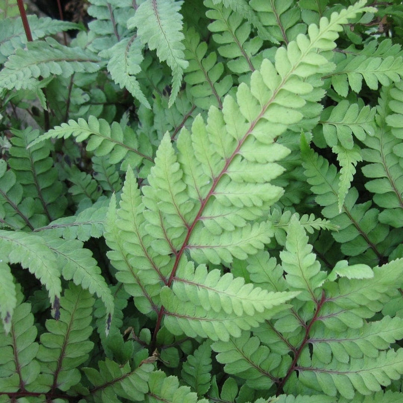 3 Eared Lady Fern | Athyrium otophorum okanum | 9cm Pots Pond Plants