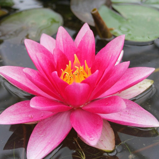 Red Water Lily | Nymphaea Attraction Pond Plants