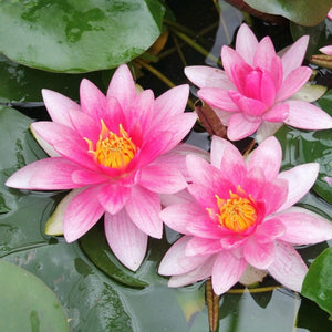 Red Water Lily | Nymphaea Attraction Pond Plants