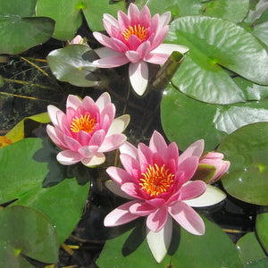 Red Water Lily | Nymphaea Attraction Pond Plants