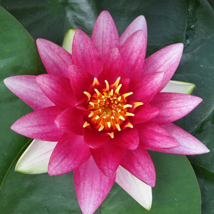 Red Water Lily | Nymphaea Attraction Pond Plants