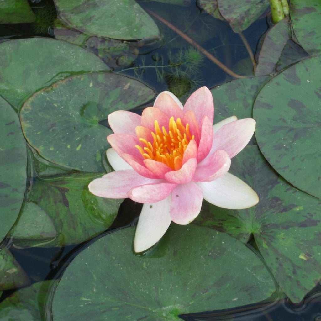 Variable Water Lily | Nymphaea 'Aurora'