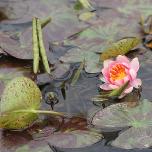 Variable Water Lily | Nymphaea Aurora Pond Plants