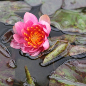 Variable Water Lily | Nymphaea Aurora Pond Plants