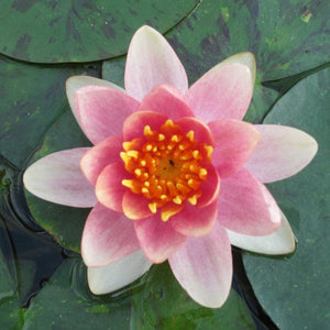 Variable Water Lily | Nymphaea Aurora Pond Plants