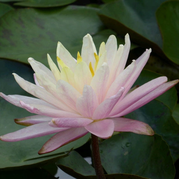 Large Water Lily | Nymphaea Barbara Dobbins Pond Plants