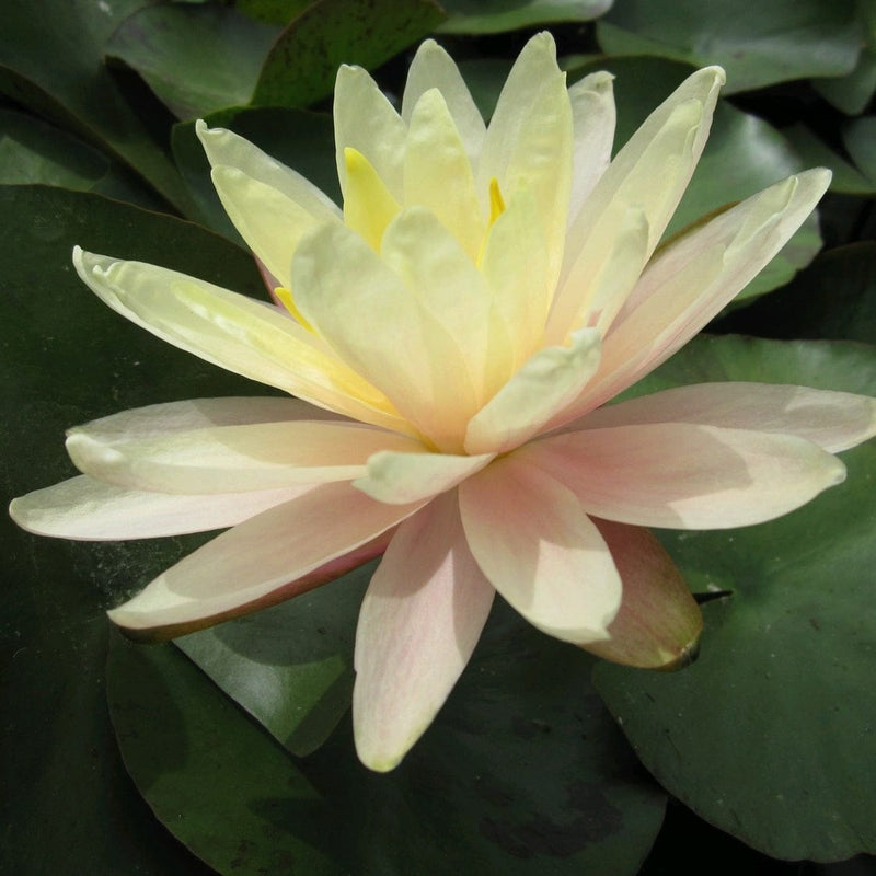 Large Water Lily | Nymphaea Barbara Dobbins Pond Plants