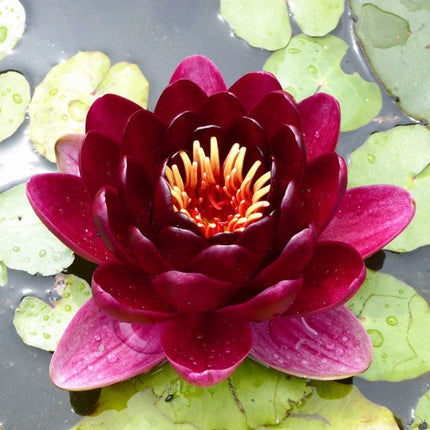 Black Princess Water Lily Pond Plants