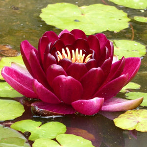 Black Princess Water Lily Pond Plants