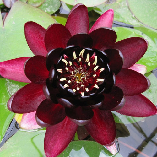 Black Princess Water Lily Pond Plants