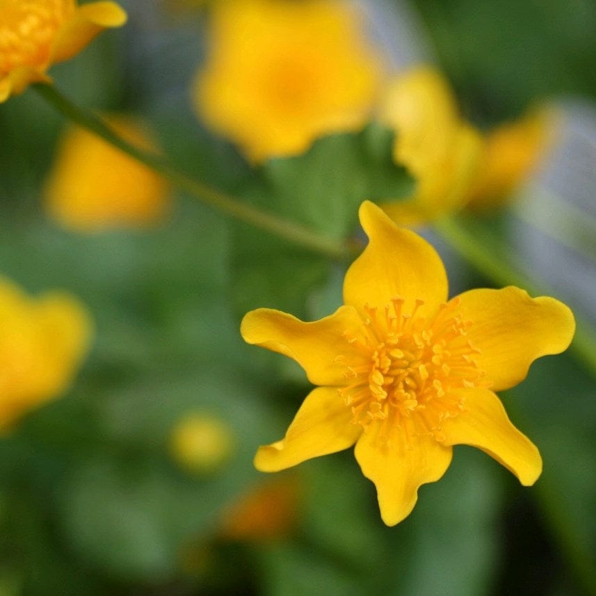 Marsh Marigold