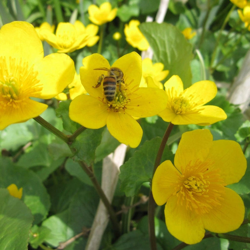 Marsh Marigold Pond Plants