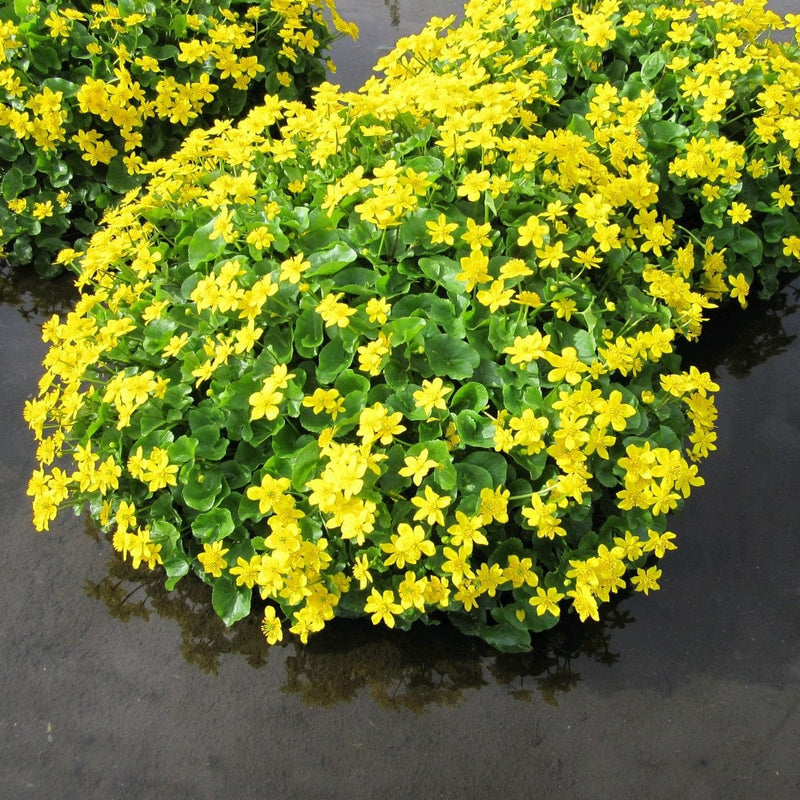 Marsh Marigold Pond Plants