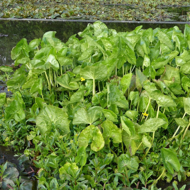 Marsh Marigold Pond Plants