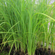 Slender-tufted sedge Pond Plants