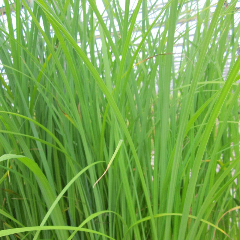 Slender-tufted sedge Pond Plants