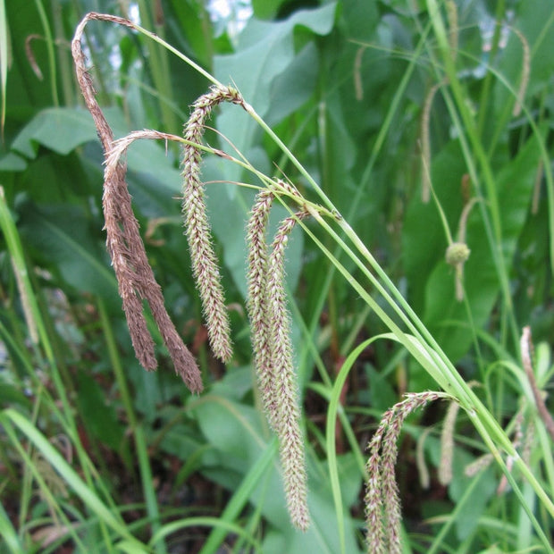 Pendulous sedge Pond Plants