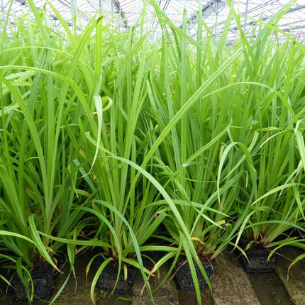 Pendulous sedge Pond Plants