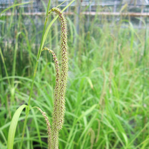 Pendulous sedge Pond Plants