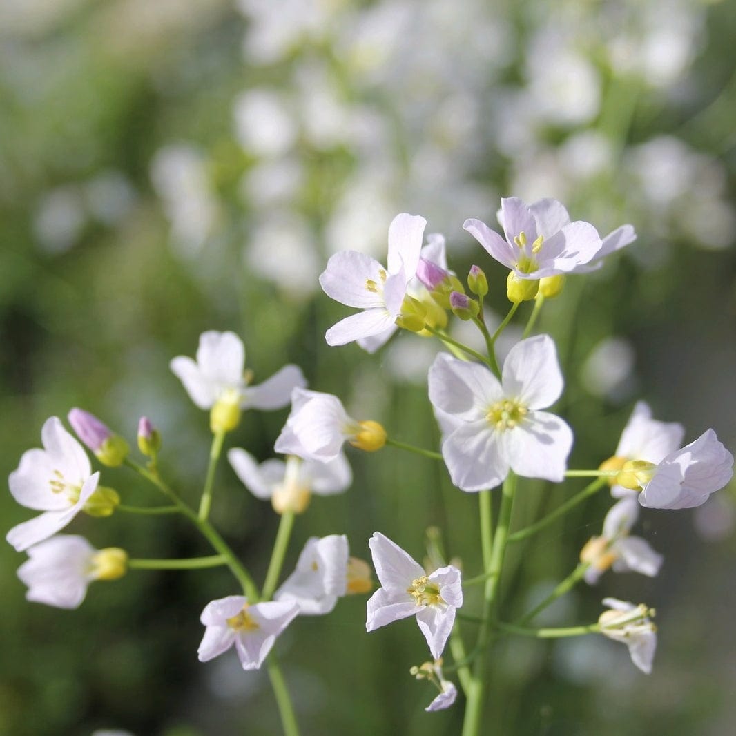 Cuckoo Flower | Cardamine pratensis